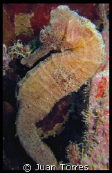 Yet another Seahorse.  They're great subjects, what can I... by Juan Torres 